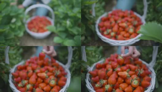 一大堆新鲜的草莓。镜头击中了一棵草莓幼苗高清在线视频素材下载