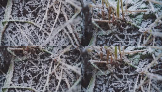 植物覆盖着白霜和雪的土地。高清在线视频素材下载