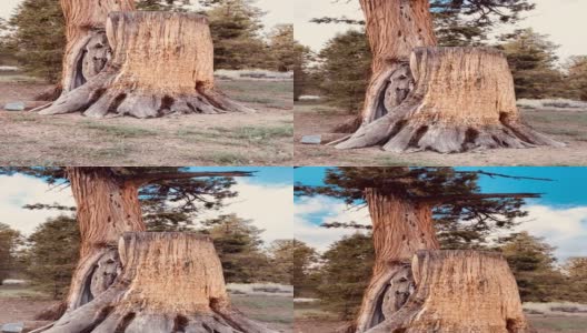 巨大的森林松树常青树砍顶砍倒平移视频高清在线视频素材下载