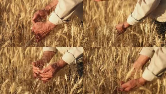 农民在麦田里走着，用手摸着玉米穗高清在线视频素材下载