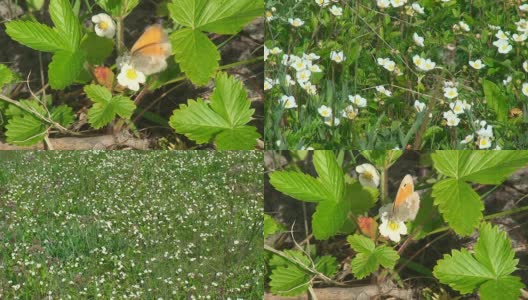 野草莓花上的蝴蝶高清在线视频素材下载