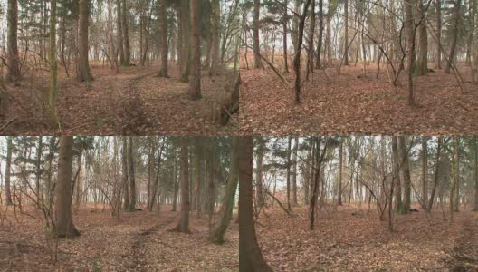 HD STEADYCAM:在森林中行走高清在线视频素材下载