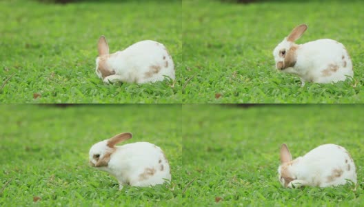 兔子高清在线视频素材下载