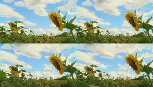 高清时间流逝:向日葵在Cloudscape高清在线视频素材下载