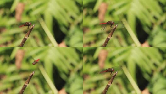 红色的蜻蜓高清在线视频素材下载