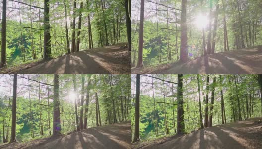 慢镜头:森林和太阳高清在线视频素材下载