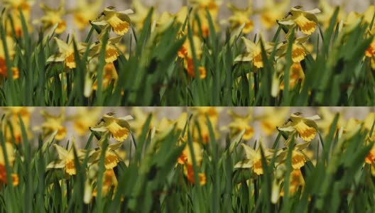 水仙花在春天高清在线视频素材下载