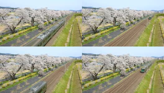 日本仙台，火车经过樱花树高清在线视频素材下载