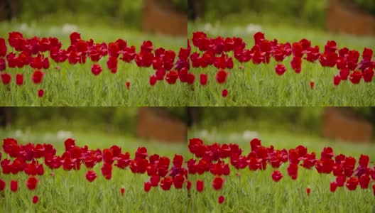 美丽的红色郁金香盛开在田野高清在线视频素材下载