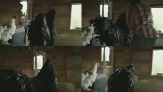 一个女人在抚摸一只鸡高清在线视频素材下载