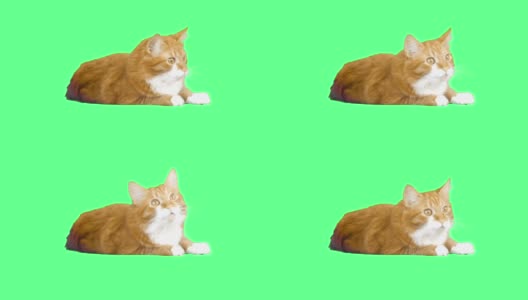 红猫在绿色屏幕上喵喵叫高清在线视频素材下载
