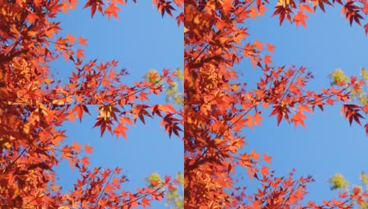 红色的树叶。从正下方拍摄。高清在线视频素材下载