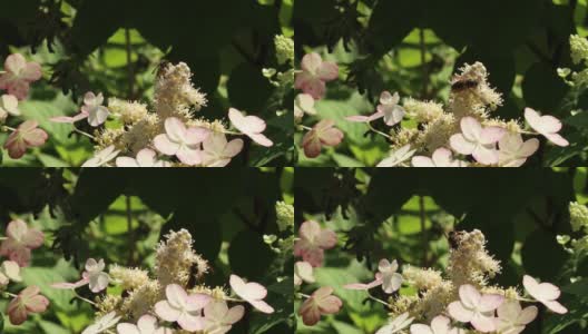 在一个阳光明媚的夏日，一只黄蜂坐在一朵白花上采集花蜜高清在线视频素材下载