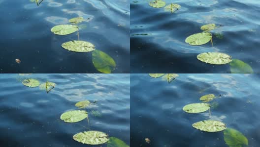 睡莲漂浮在湖面上，荡漾着湖面。5、环保理念，污染自然高清在线视频素材下载