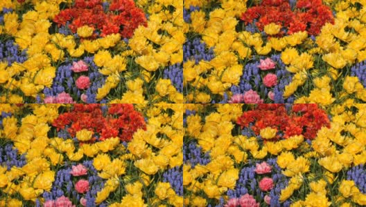 有趣美丽的巨大盛开的牡丹，粉红色，黄色和红色的郁金香在春天的花园里高清在线视频素材下载