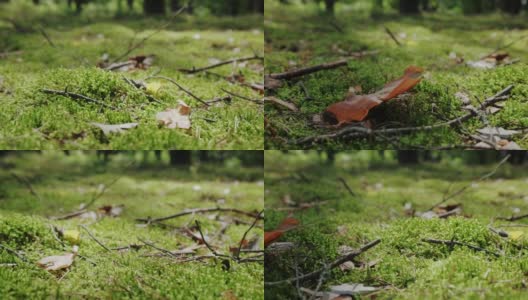 通过树木和苔藓森林的松树林视图的近距离观察。移动镜头高清在线视频素材下载