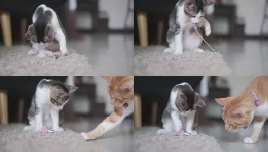 两只猫一起玩玩具高清在线视频素材下载