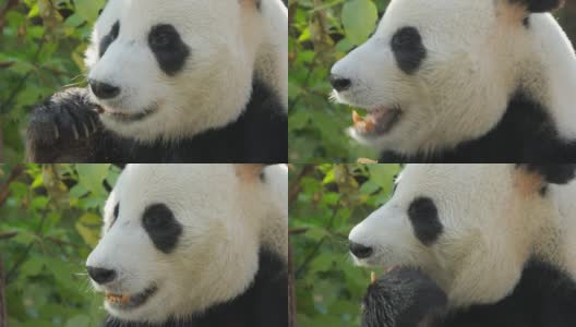 大熊猫(Ailuropoda melanoleuca)也被称为熊猫或简单的熊猫，是一种原产于中国中南部的熊。高清在线视频素材下载