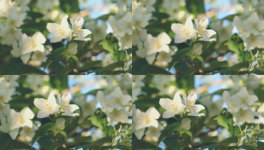 夕阳下盛开的茉莉花枝。美丽的雪白的茉莉花在水滴里。高清在线视频素材下载