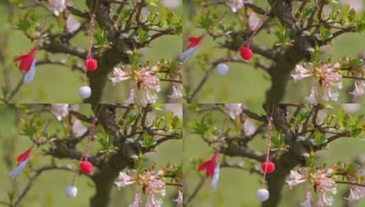 红白相间的美丽的战马挂在枝头的花树上。高清在线视频素材下载
