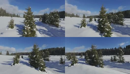 鸟瞰图的积雪森林与高松树和道路在冬天。高清在线视频素材下载