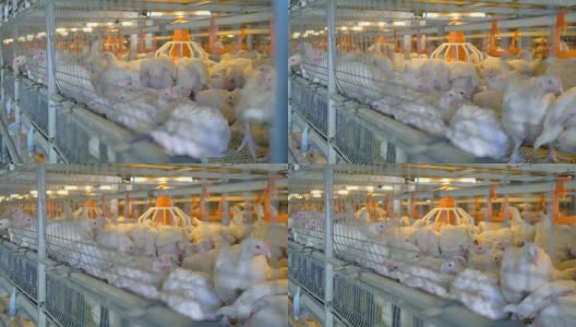 农场家禽饲养的鸡。家禽养殖。4 k。高清在线视频素材下载