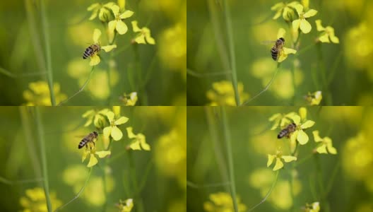 蜜蜂从芥菜花蜜中采集花蜜的慢动作。高清在线视频素材下载