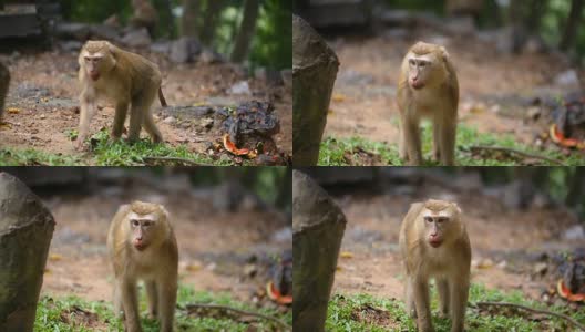 猴子生活在泰国普吉岛的一片天然森林里。高清在线视频素材下载