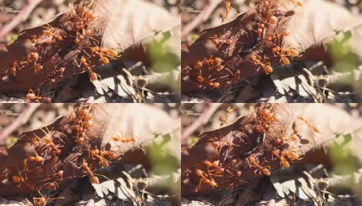 红蚂蚁正在筑巢。高清在线视频素材下载