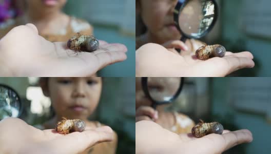 近距离观察手边的犀牛甲虫幼虫和亚洲女童用放大镜观察和学习甲虫幼虫。高清在线视频素材下载