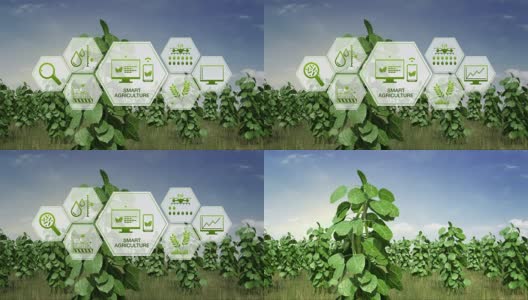 智慧农业智慧农业，六边形植物绿地信息图形图标，物联网。第四次工业革命。高清在线视频素材下载