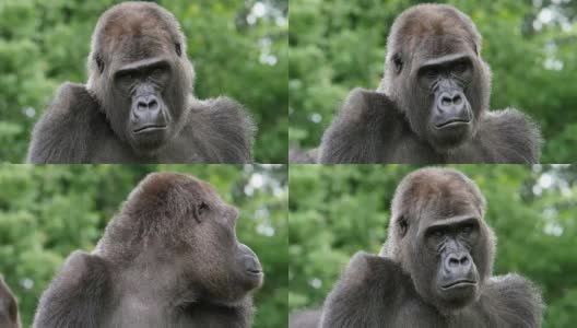 东部低地大猩猩，格劳瑞大猩猩，女性肖像，实时4K高清在线视频素材下载