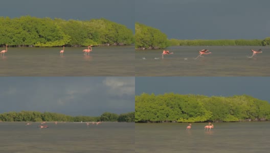 近距离观察:一群粉红色的火烈鸟正在起飞，飞过尤卡坦半岛的里约热内卢Lagartos高清在线视频素材下载