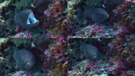 坐在暗礁上的大型黑斑海鳗。高清在线视频素材下载