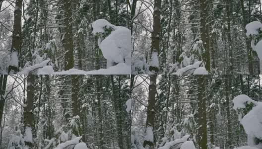 冬天的森林里，树木在下雪，小雪纷纷落下高清在线视频素材下载