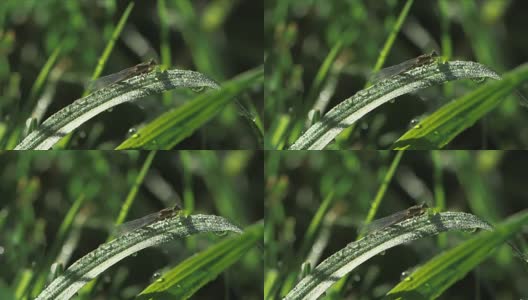 一个昆虫坐在一个薄薄的绿色叶子上的特写镜头，上面覆盖着水滴高清在线视频素材下载
