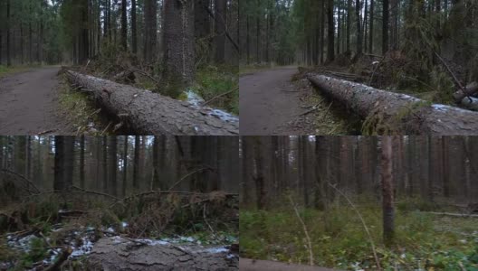 森林里倒下的松树的视频高清在线视频素材下载