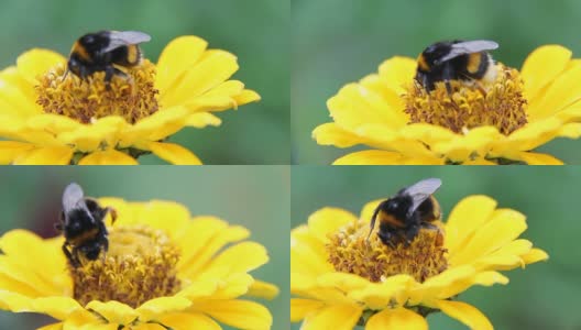 大黄蜂在花上吸食花蜜高清在线视频素材下载