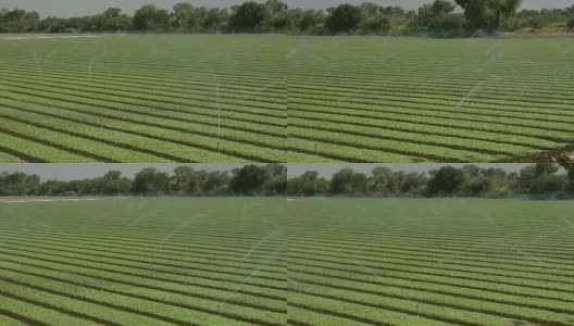 灌溉喷灌机在肥沃的农田上灌溉作物高清在线视频素材下载