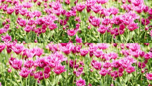 花园里有粉红色的菊花。高清在线视频素材下载