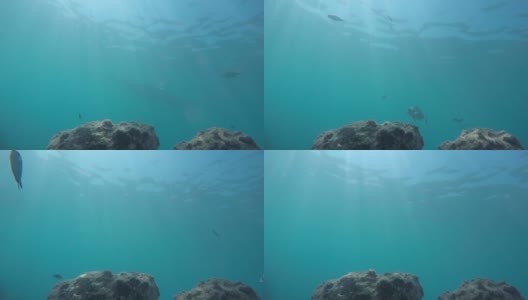 水下的场景高清在线视频素材下载