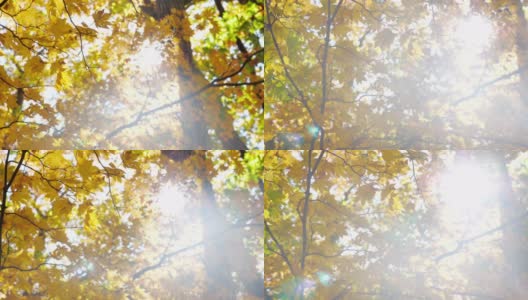 黄色的枫叶在日本的秋天，大自然镜头慢镜头高清在线视频素材下载