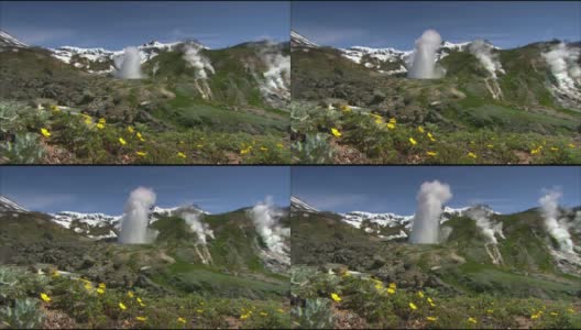 堪察加半岛的春花。间歇泉中的蒸汽。火山的花朵和熔岩。间歇泉谷。克罗诺茨基国家自然保护区。高清在线视频素材下载