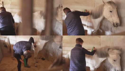 爱心志愿者在动物救助中心为来访的客人准备和清理白种马高清在线视频素材下载