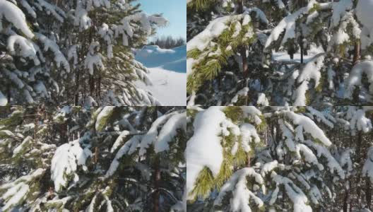 白雪躺在一棵绿松树的树枝上。冬天白雪覆盖的树木。下雪的童话般的十二月风景。自然公园。明亮的白天和阳光，蓝色的天空。天气寒冷的温度。高清在线视频素材下载