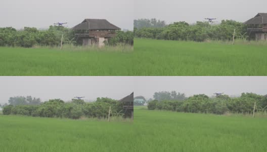 农业无人机在稻田中飞行和喷洒液体肥料或除草剂高清在线视频素材下载