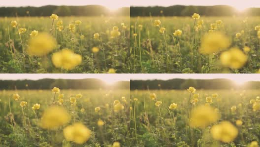 夏日的阳光照亮了一片繁花似锦的田野。一望无际的花香田野美景。蜜蜂。黄花田高清在线视频素材下载