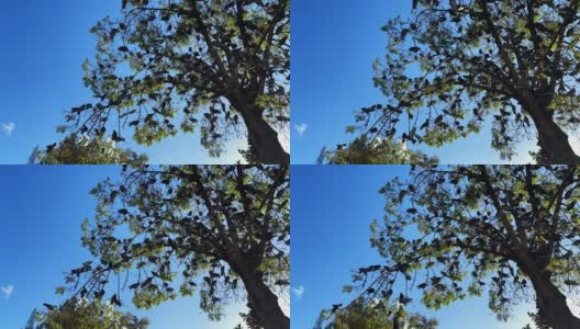 动物鸽子在树上高清在线视频素材下载