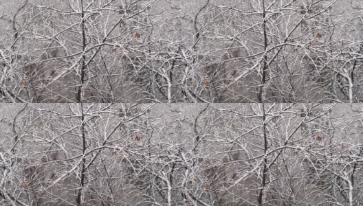 冬季降雪的背景。在城市里下雪，落在树枝上高清在线视频素材下载
