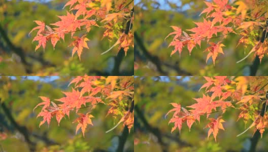 山上的树有着色彩鲜艳的秋叶高清在线视频素材下载